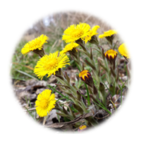 Tussilago farfara